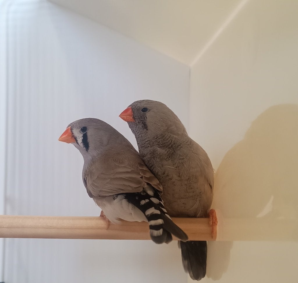 koppel zebravinken charcoal, Meerdere dieren, Tropenvogel, Geringd