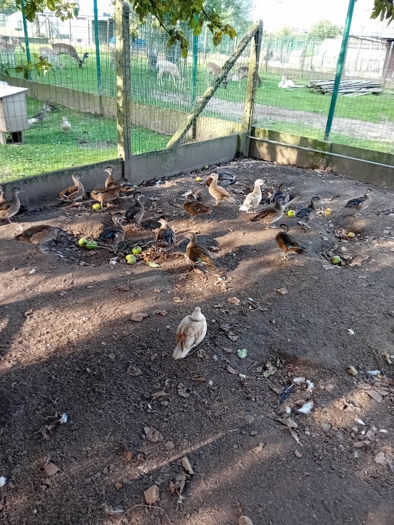Carolina en mandarijn eenden, Dieren en Toebehoren, Pluimvee