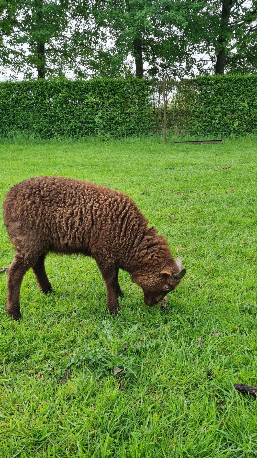 Ouessant lammetje, Animaux & Accessoires, Moutons, Chèvres & Cochons
