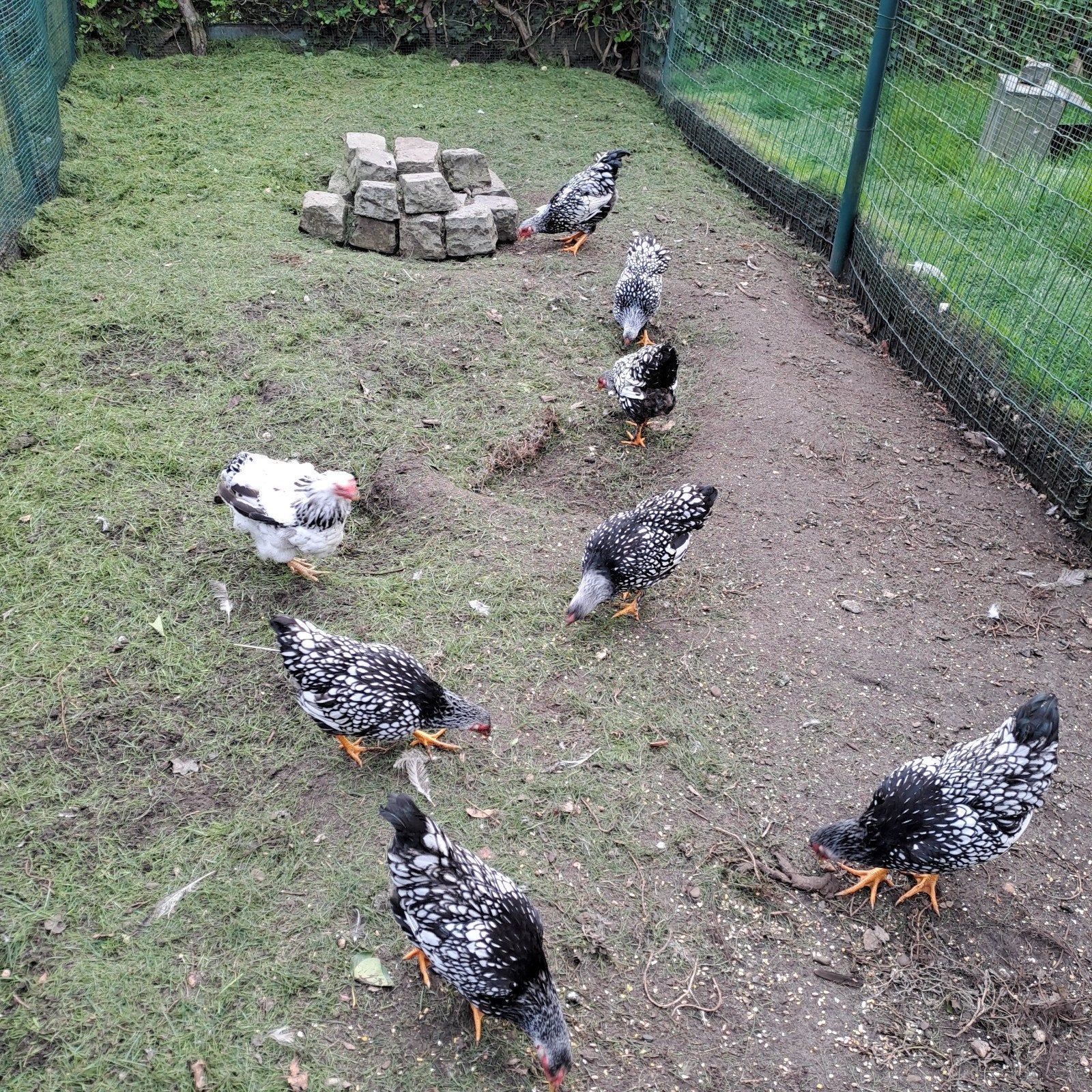 wyandot krielen, Dieren en Toebehoren, Meerdere dieren, Kip