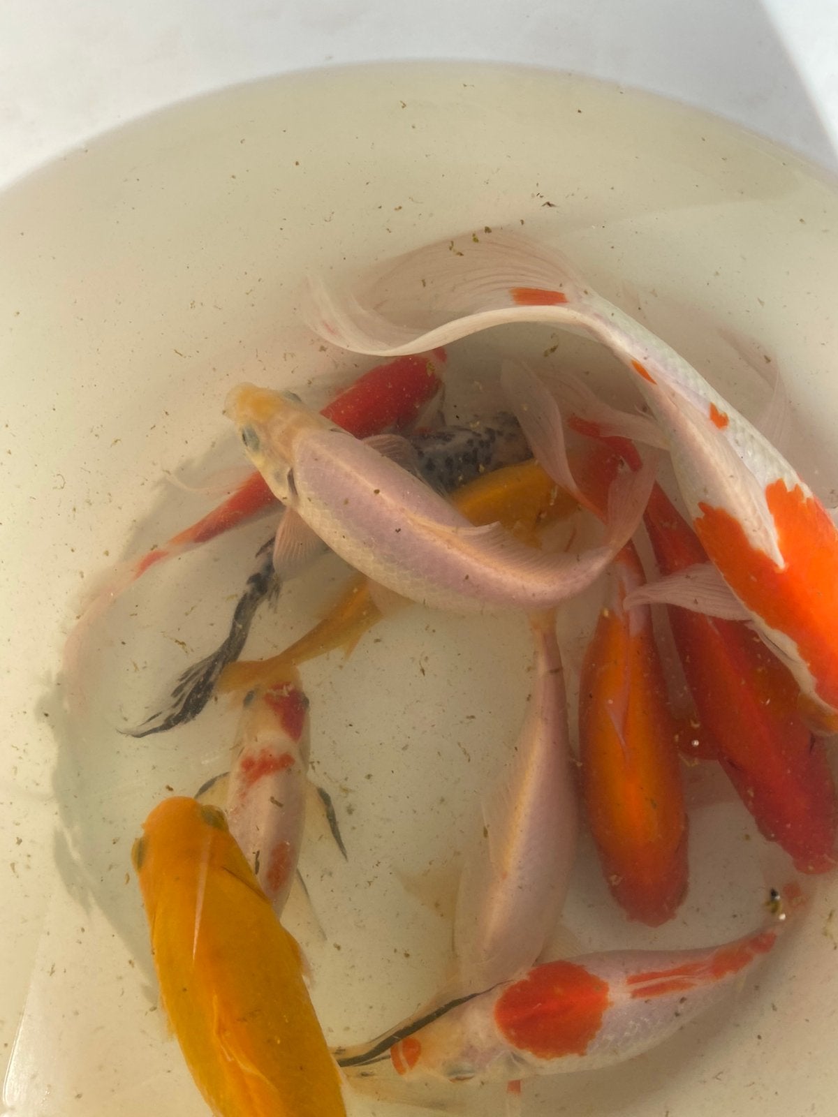 Vissen, Dieren en Toebehoren, Goudvis(sen)