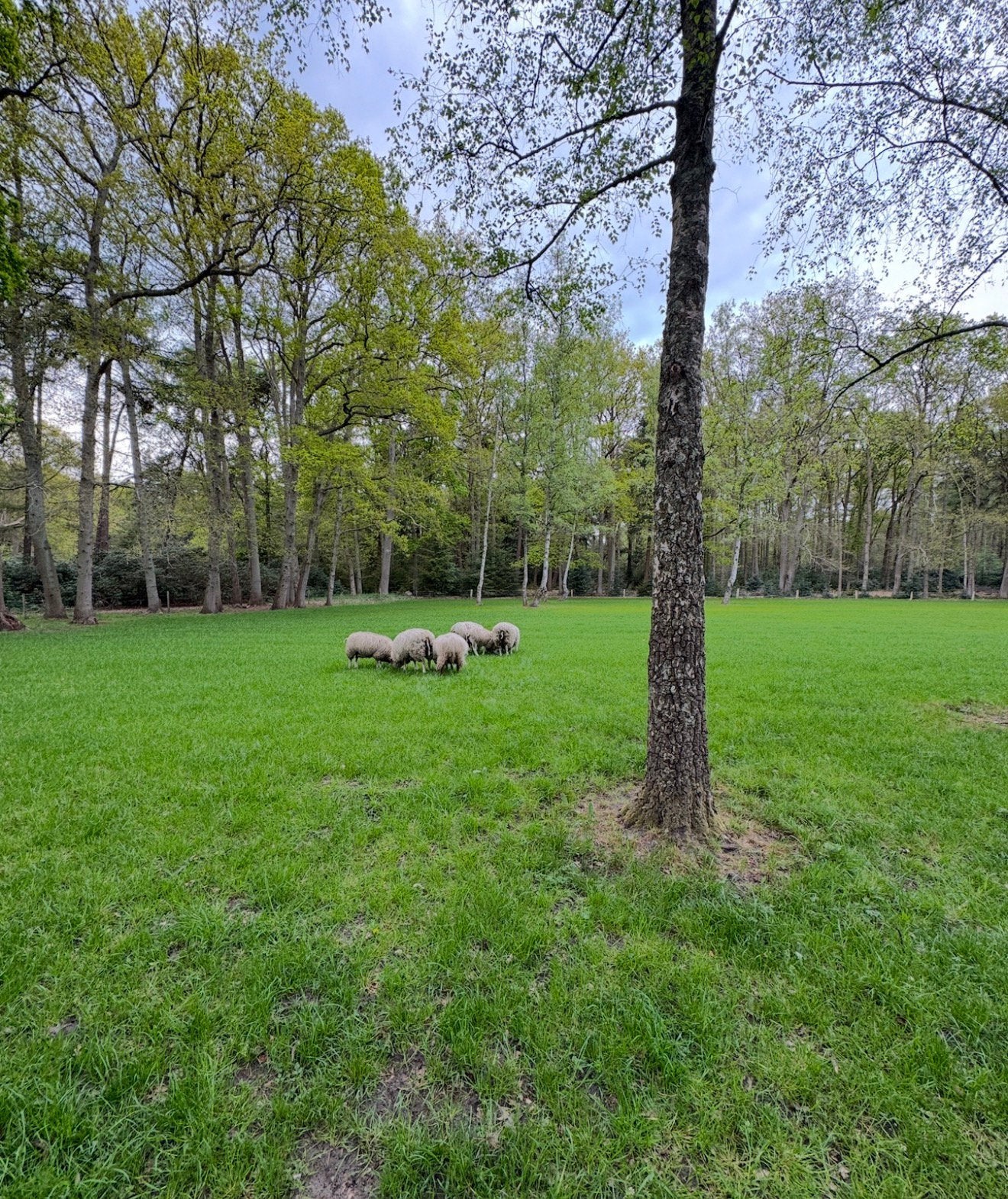 Weide zoekt schapen, Weidegang