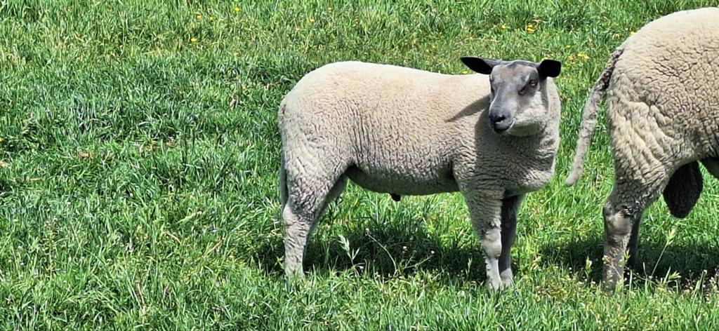 Lam bleu de maine (ram), Dieren en Toebehoren