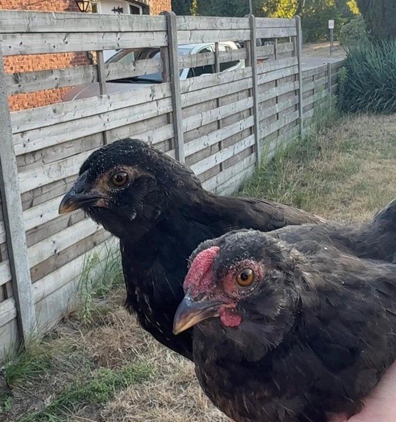 Kuikens, Dieren en Toebehoren, Pluimvee, Meerdere dieren, Kip