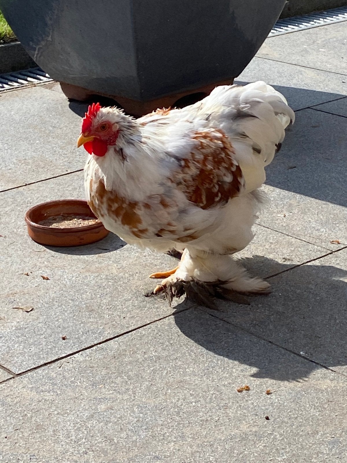 Jonge kriel cochin haan, Dieren en Toebehoren, Mannelijk, Kip