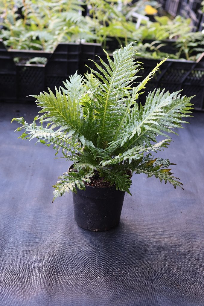 Boomvarens te koop: Cyathea, Ophalen of Verzenden