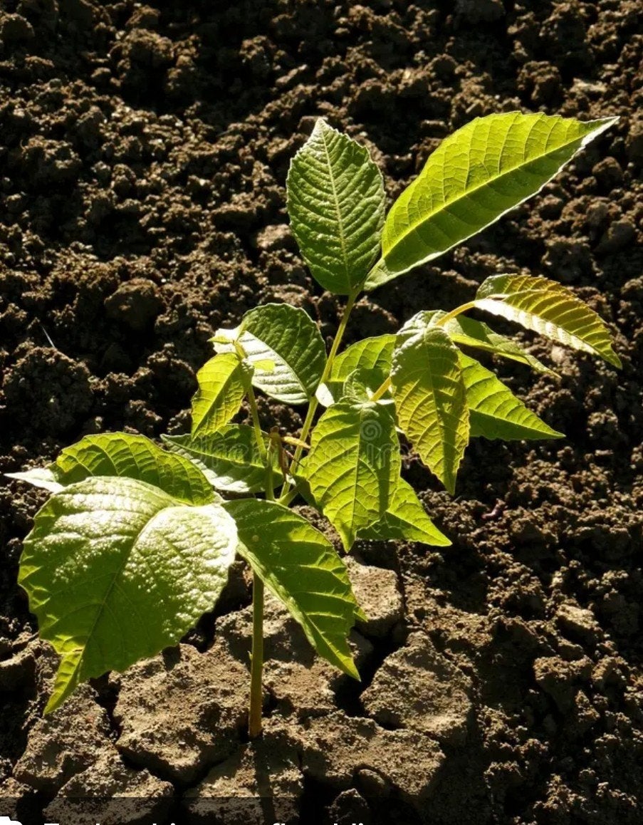 kleine okkernoot bomen, Tuin en Terras, Ophalen