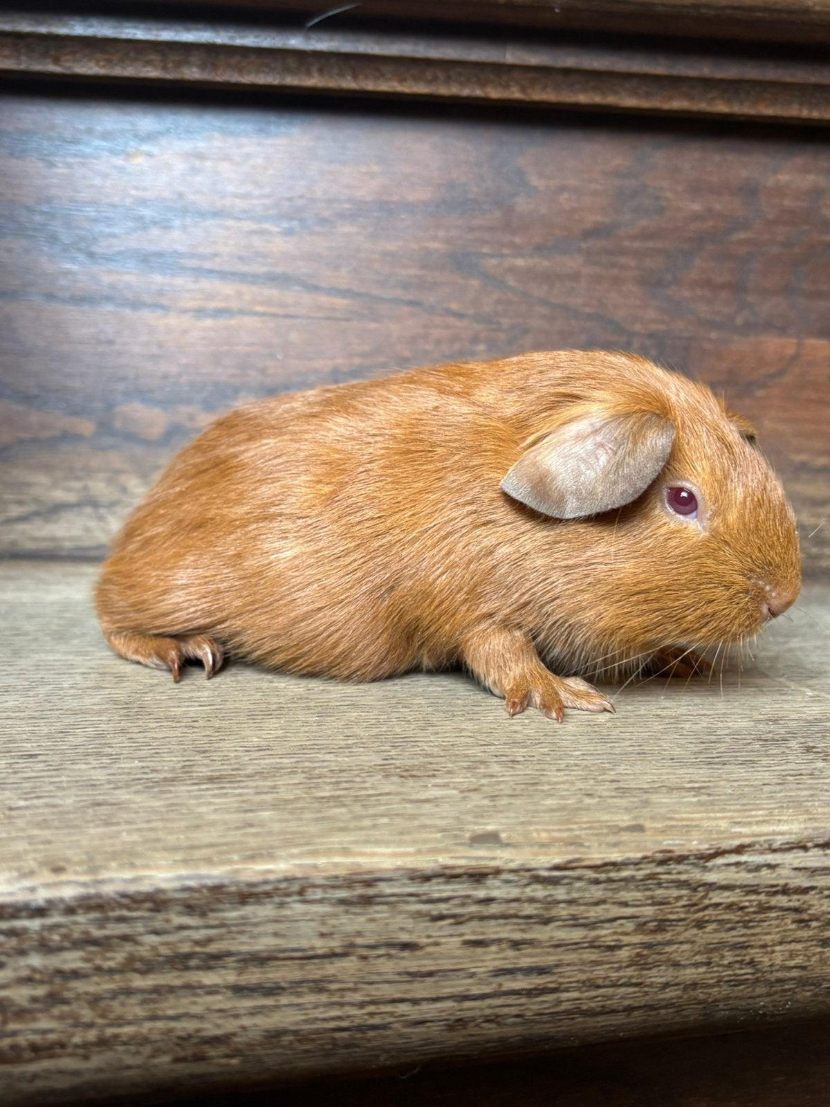 Cavia goud roodoog, Dieren en Toebehoren, Knaagdieren, Juli, Vrouwelijk, Cavia