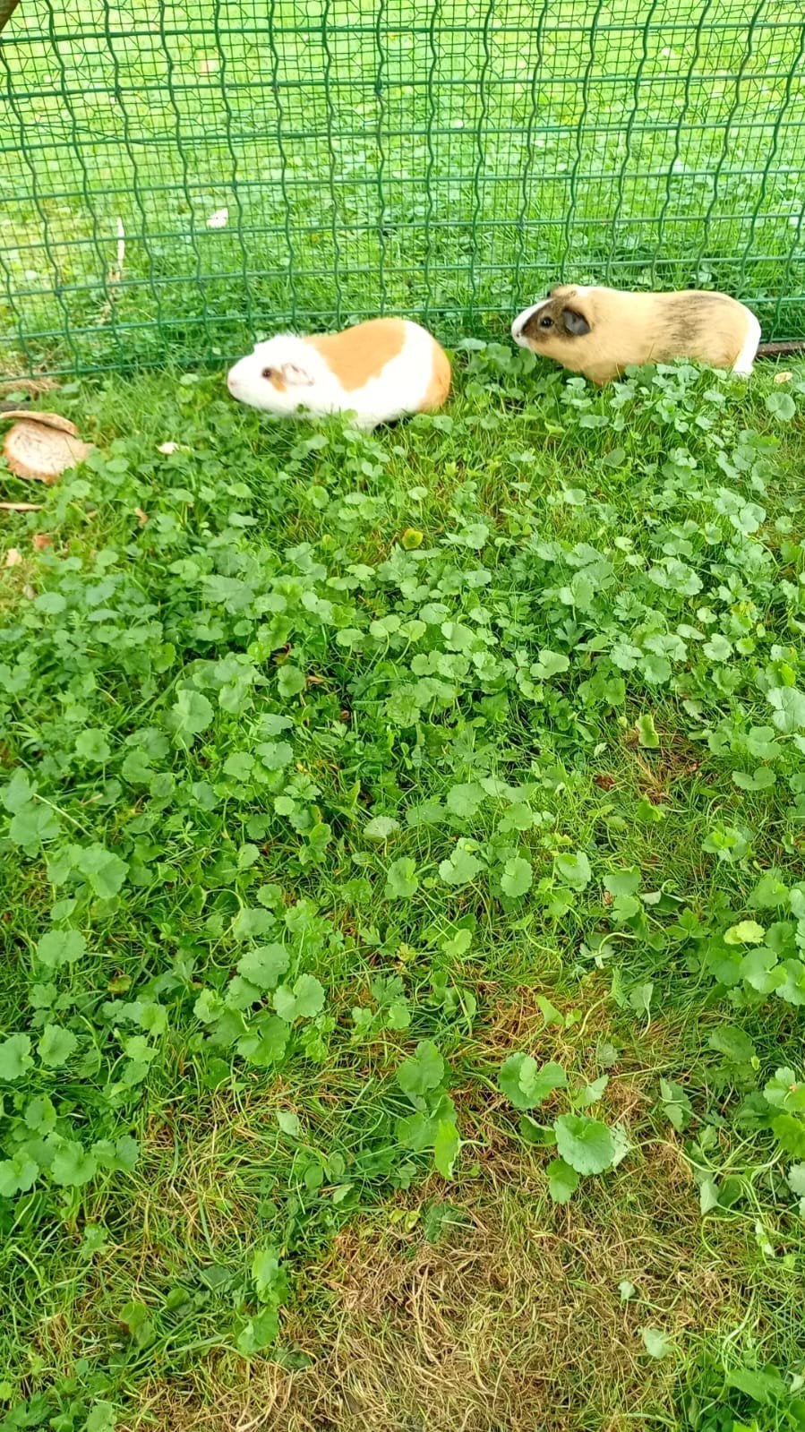 2broertjes cavia's, Dieren en Toebehoren, Overige Dieren, Januari, Mannelijk