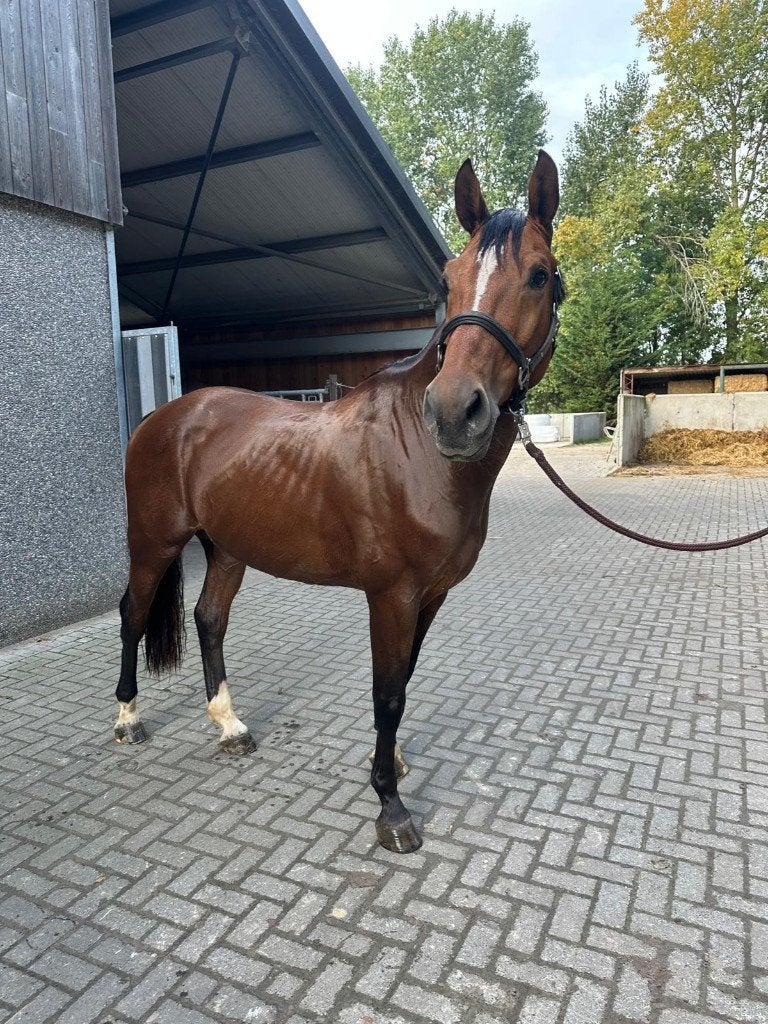 Springpaard te koop licht bruin, Animaux & Accessoires, Débourré, 165 à 170 cm, Cheval de saut, 7 à 10 ans