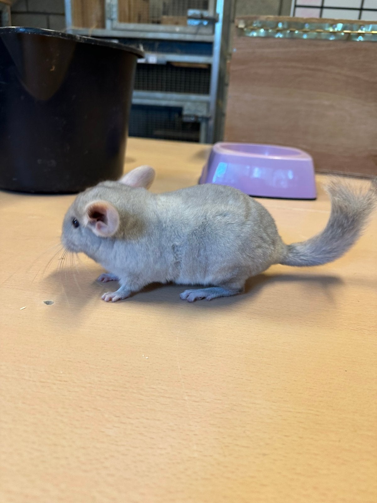3 jonge chinchilla’s te koop, Dieren en Toebehoren, Knaagdieren, Juni, Meerdere dieren, Chinchilla