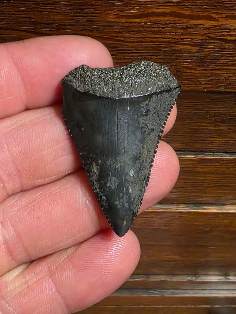 Les meilleurs carcharias Carcharodon noirs de jais de Caroli, Enlèvement ou Envoi, Fossile