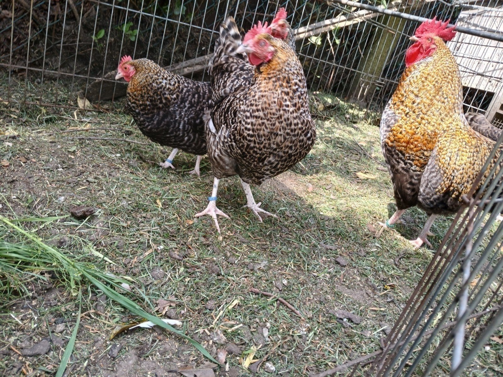 6 broedeieren aarschotshoen