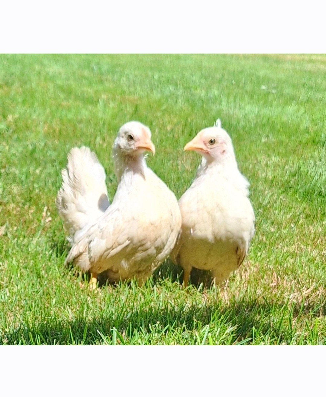 2 jonge serama hennen, Animaux & Accessoires, Volatiles