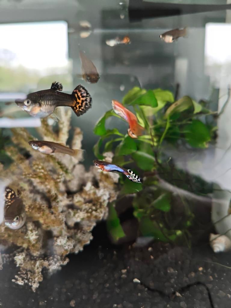 Mooie jonge guppies, vrouwtjes en mannetjes, Poisson, Poisson d'eau douce