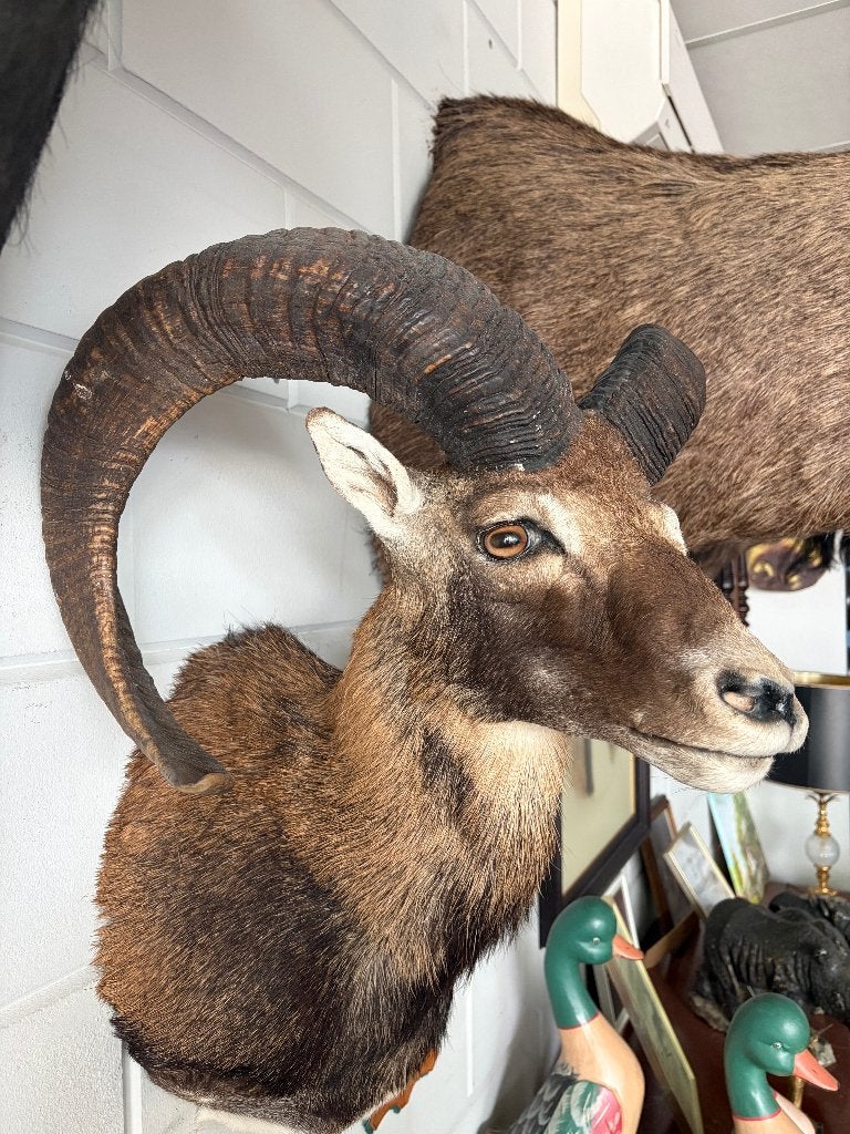 MOUFLON TROFEE, Ophalen, Zo goed als nieuw, Wild dier, Gewei of Kop