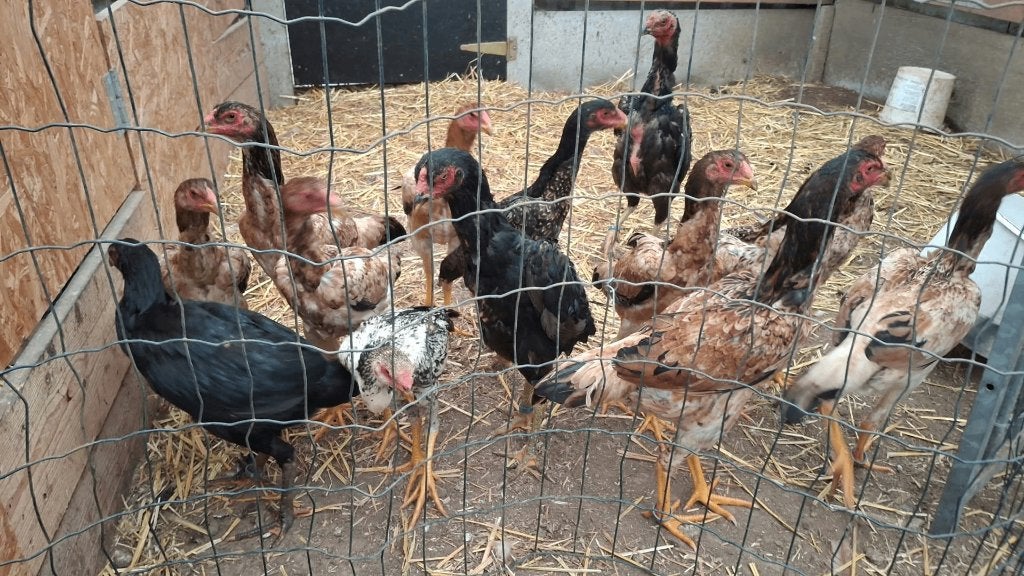 Shamo's, Dieren en Toebehoren, Geslacht onbekend, Kip