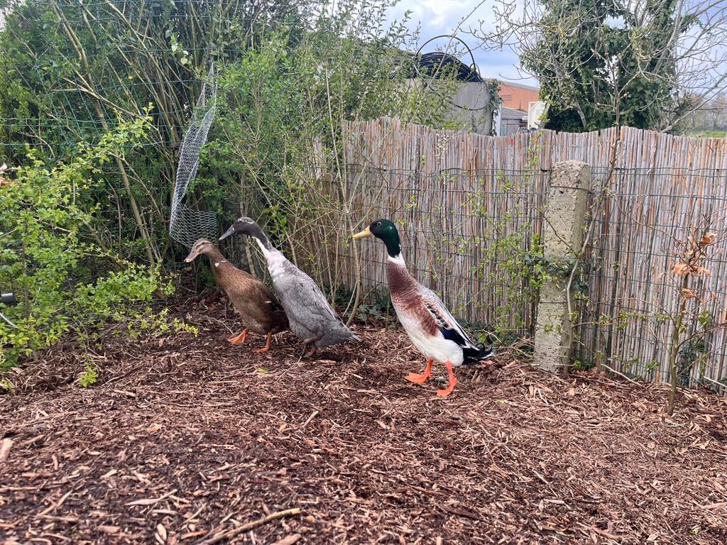 Broedeieren Indische loopeend te koop, Geslacht onbekend, Eend