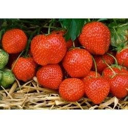 aardbeiplanten 8 verschillende soorten, Tuin en Terras, Planten | Tuinplanten, Vaste plant, Ophalen of Verzenden, Halfschaduw
