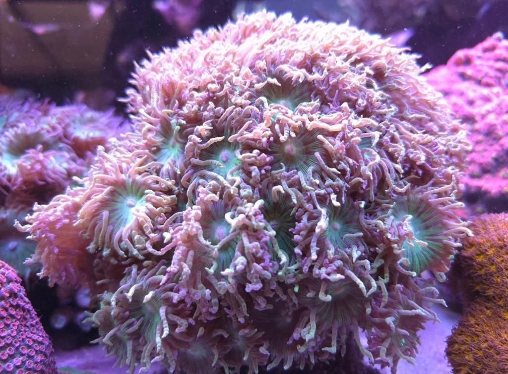 Duncan. Topstuk!, Dieren en Toebehoren, Vissen | Aquariumvissen