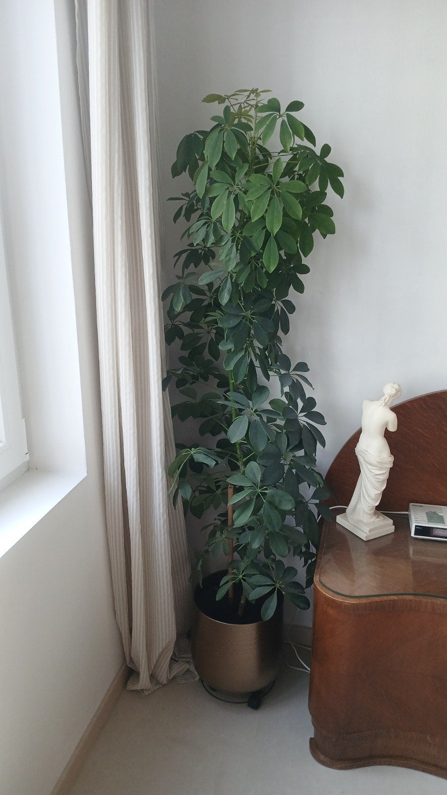 Kamer / kantoor plant schefflera 160 cm, Ophalen
