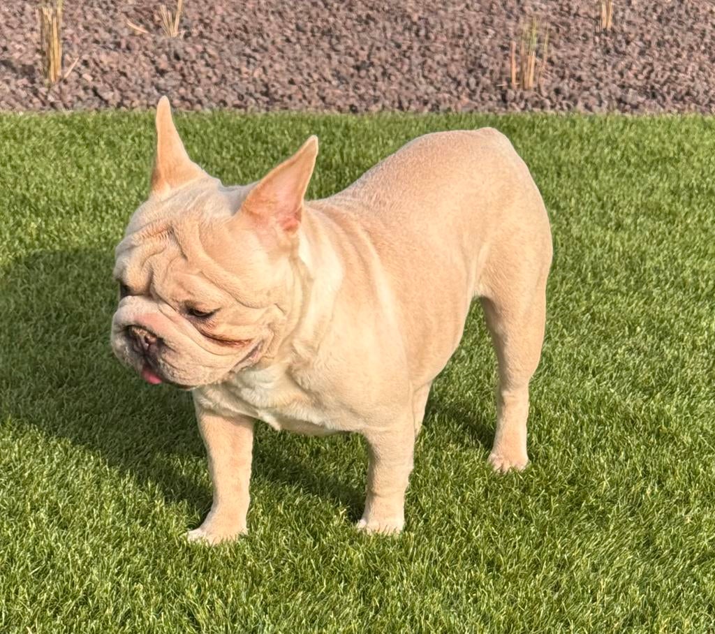 Isabella platinum big rope franse bulldog teefje 2 j, België, Fokker | Hobbymatig, 1 tot 2 jaar, Teef