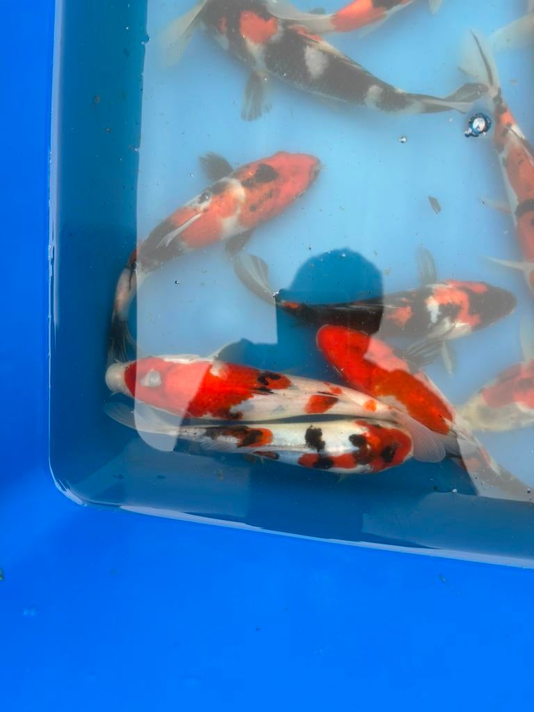 Showa en sanke van kweker conias, Dieren en Toebehoren, Vissen | Vijvervissen, Karper of Koi