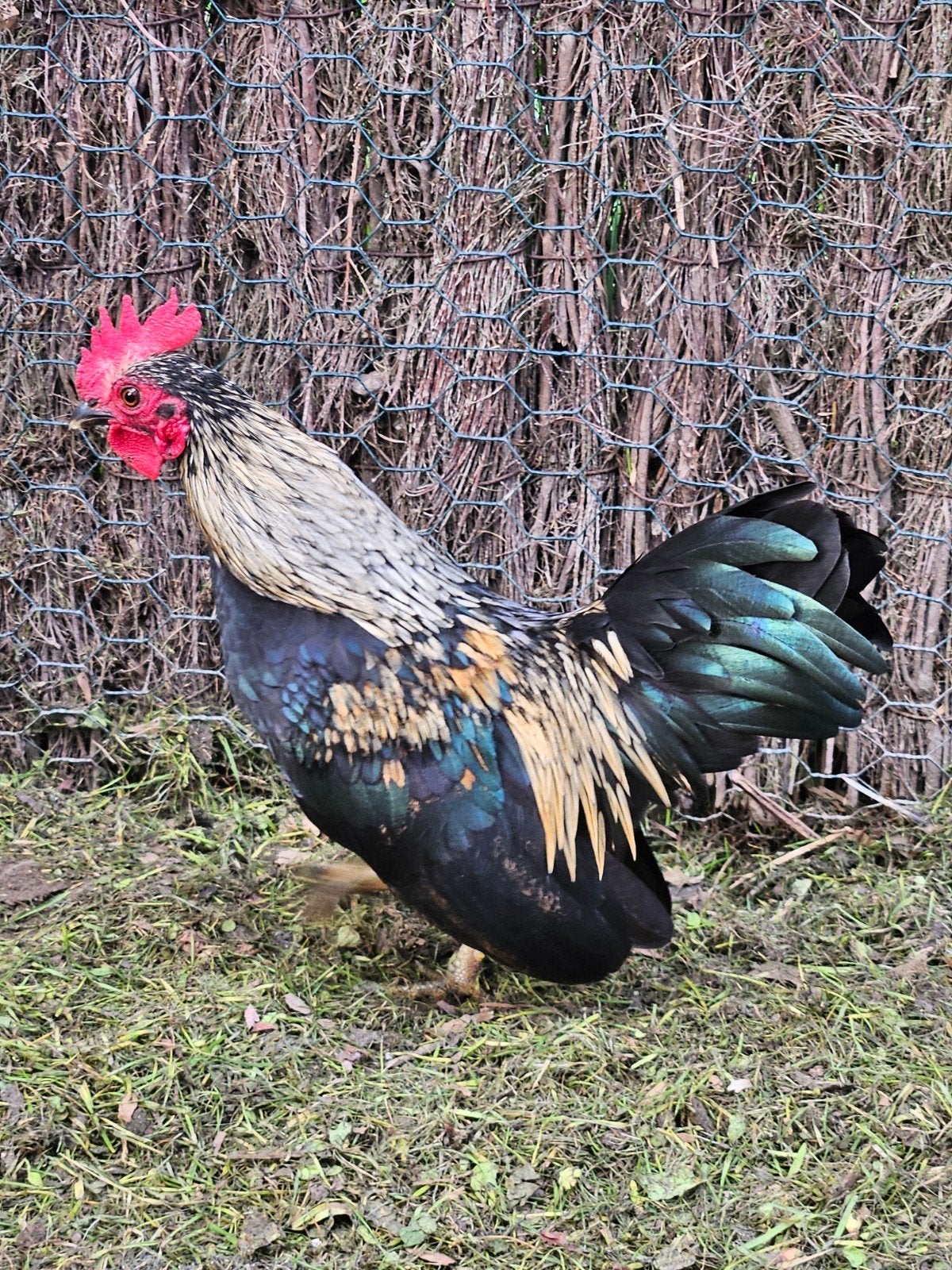 haantje serama chabo, Dieren en Toebehoren