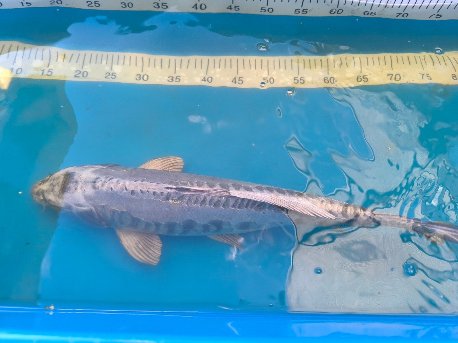 kikokuryu koi 52 cm, Dieren en Toebehoren