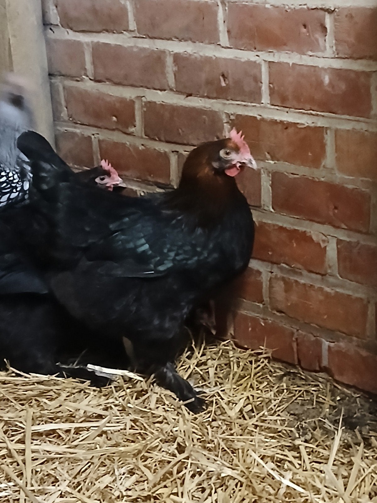 marans hennen, Dieren en Toebehoren