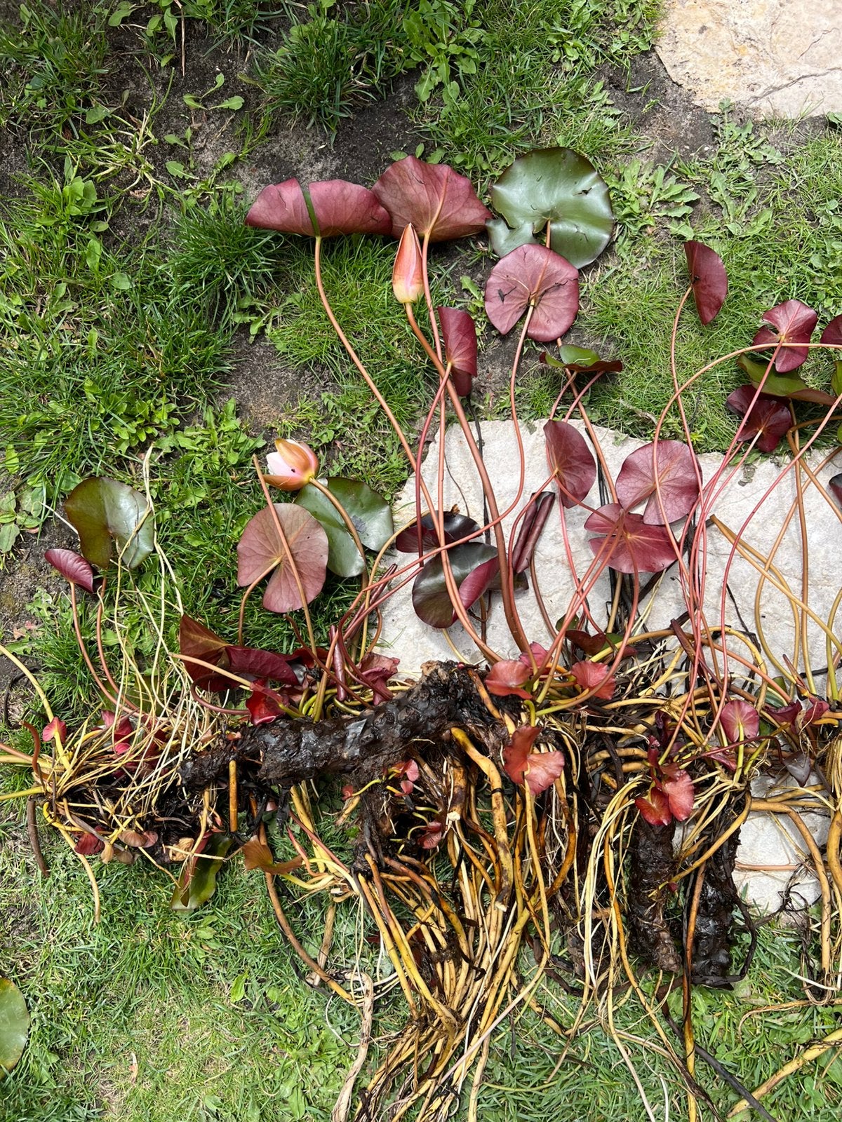 Waterlelie - Roze/Witte bloem, Tuin en Terras, Ophalen, Zo goed als nieuw
