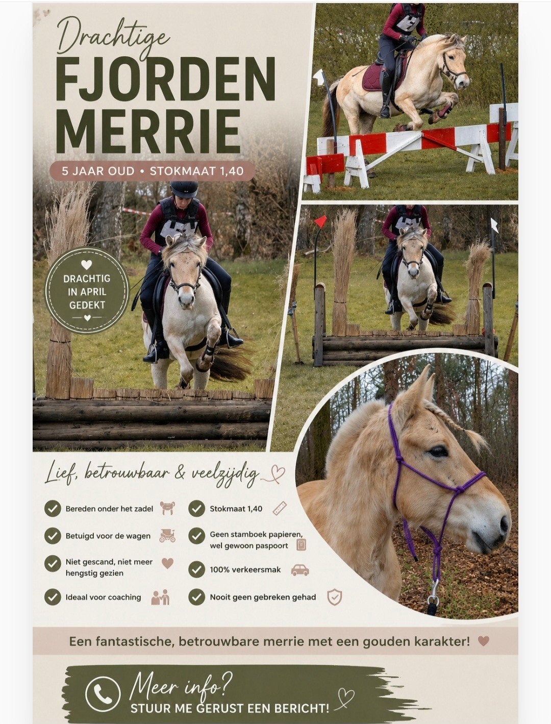 Fjord merrie drachtig , Grijze fjord hengst, Welsh a merrie, Dieren en Toebehoren, Pony's, Met stamboom, B, 3 tot 6 jaar, Meerdere dieren