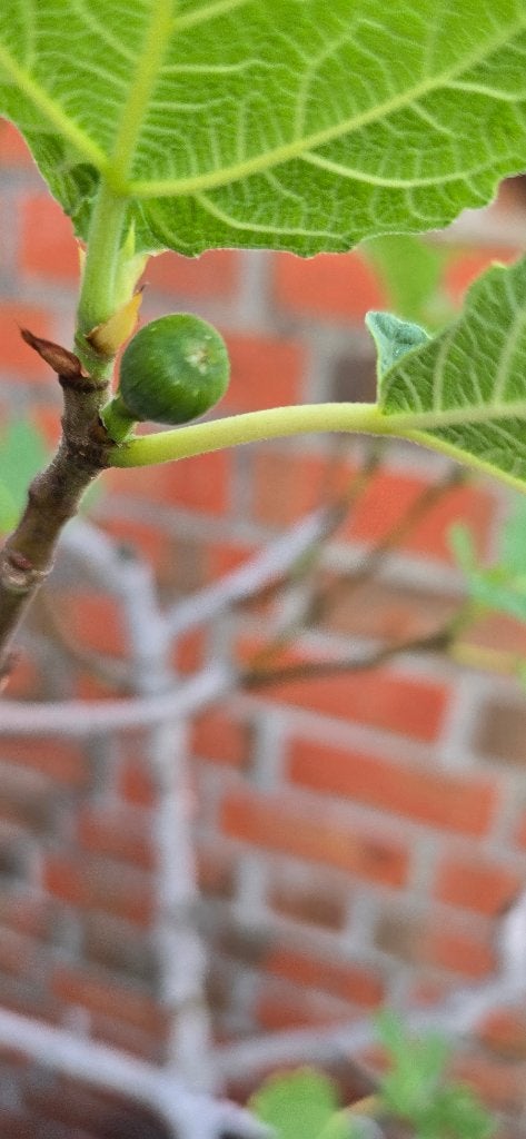 PROMO Vijgenboom 'HARDY FIG' Ficus Carica 1v13, Ophalen, In pot, Herfst, 100 tot 250 cm