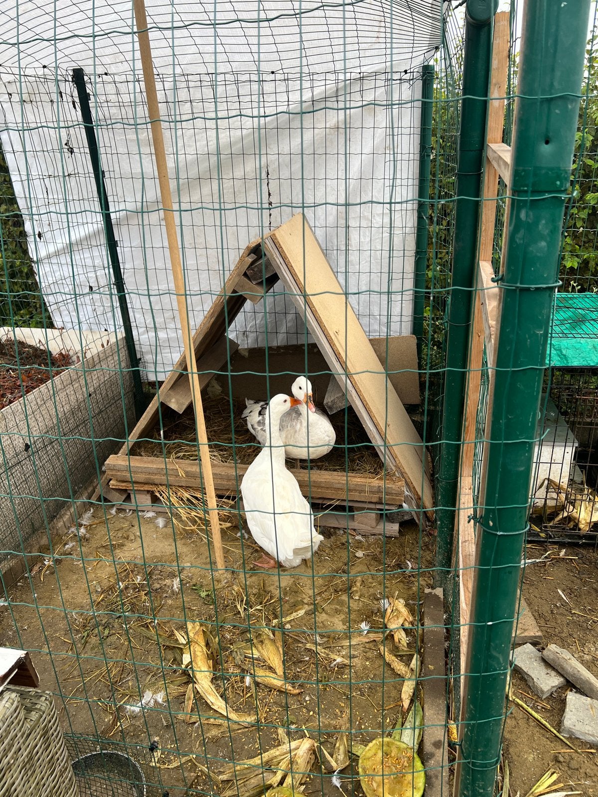 Koppel ganzen, Dieren en Toebehoren, Meerdere dieren, Gans of Zwaan