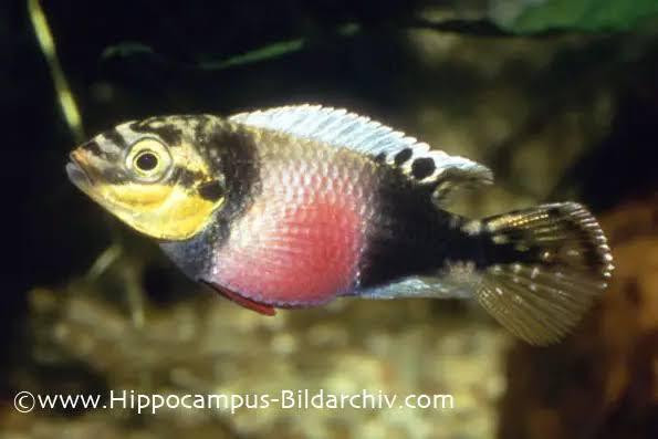 Pelvicachromis subocellatus