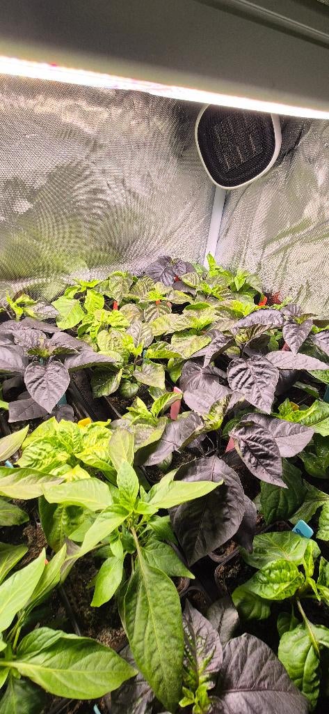 Peper planten, Tuin en Terras, Planten | Tuinplanten, Ophalen, Eenjarig, Volle zon