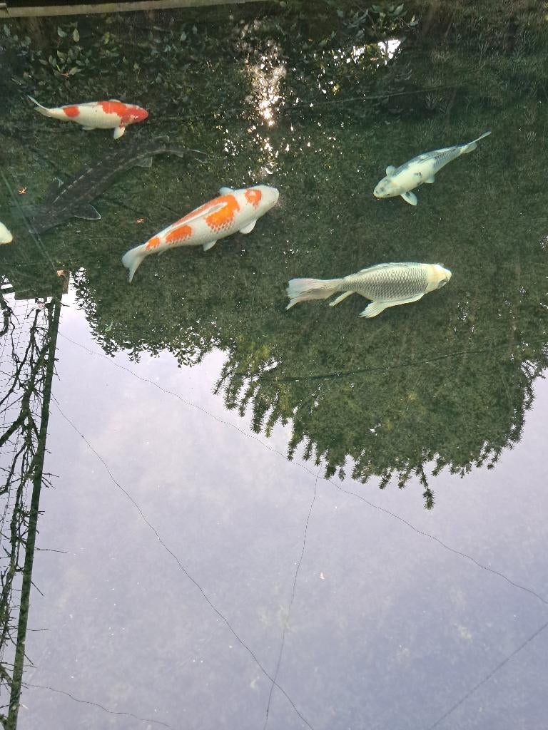 3 japanse koi, Dieren en Toebehoren, Karper of Koi