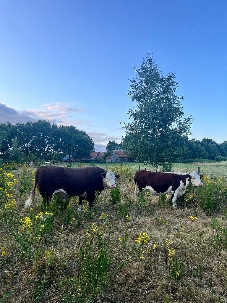 Hereford dekstier, Dieren en Toebehoren, Mannelijk, 3 tot 6 jaar