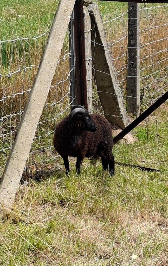 Ouessant bok, Dieren en Toebehoren, Mannelijk, Schaap, 0 tot 2 jaar