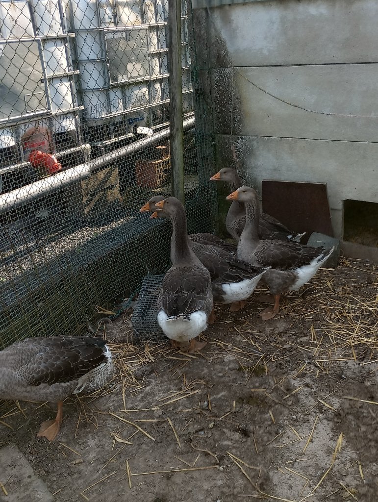 Oies de Toulouse, Sexe inconnu, Oie ou Cygne