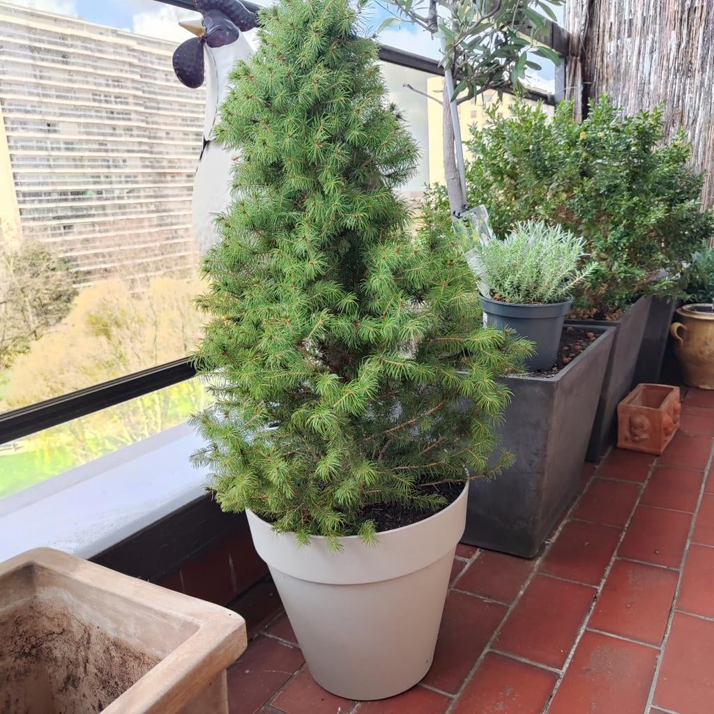 Sparren + gratis Riviera-pot, Tuin en Terras, Ophalen