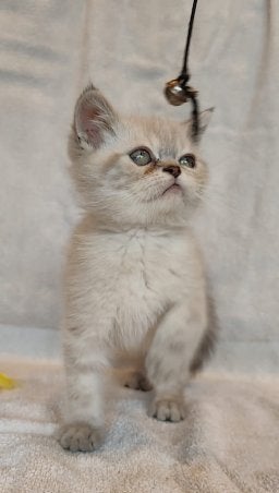 exotic kittens zoeken goeden mandje, Dieren en Toebehoren, Katten en Kittens | Raskatten | Korthaar, Kater, Gechipt, 0 tot 2 jaar