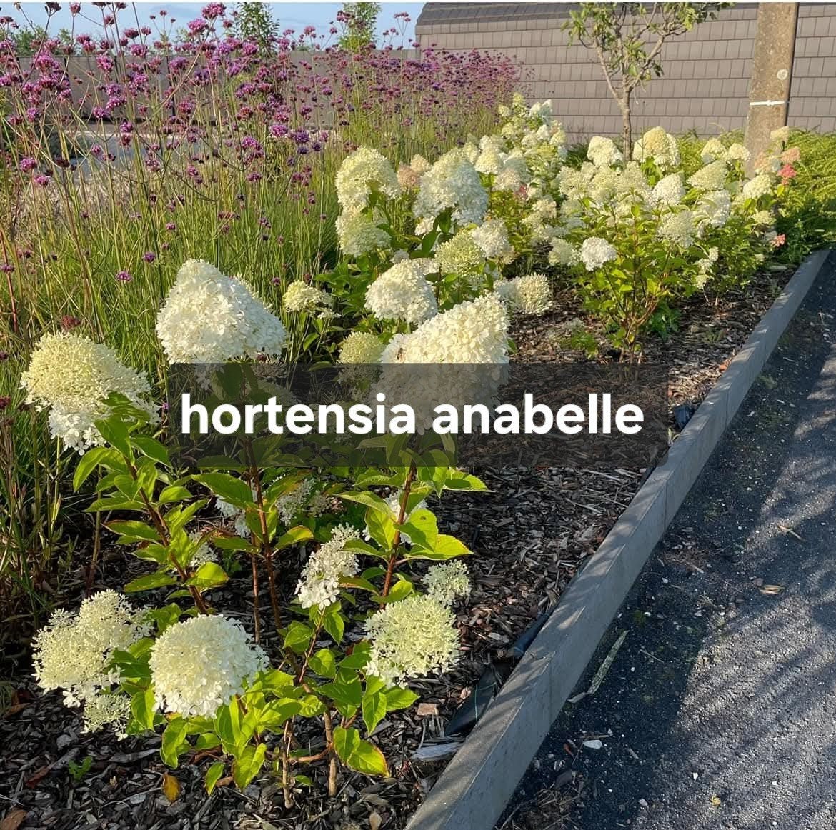 ‼️hortensia anabelle aan promoprijzen ‼️, Tuin en Terras, Ophalen