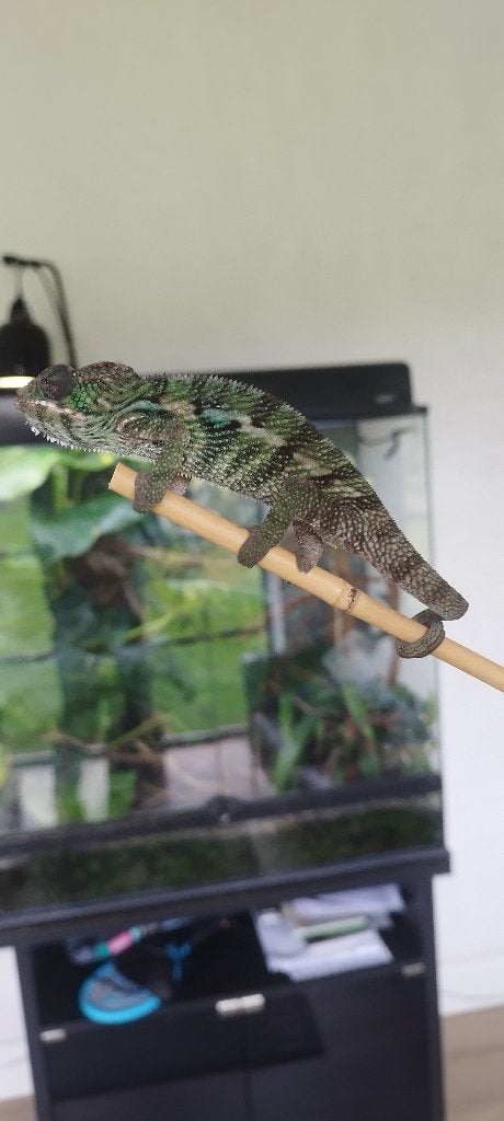 Kameleon furcifer pardalis, Animaux & Accessoires, Reptiles & Amphibiens, Lézard, Domestique, 0 à 2 ans