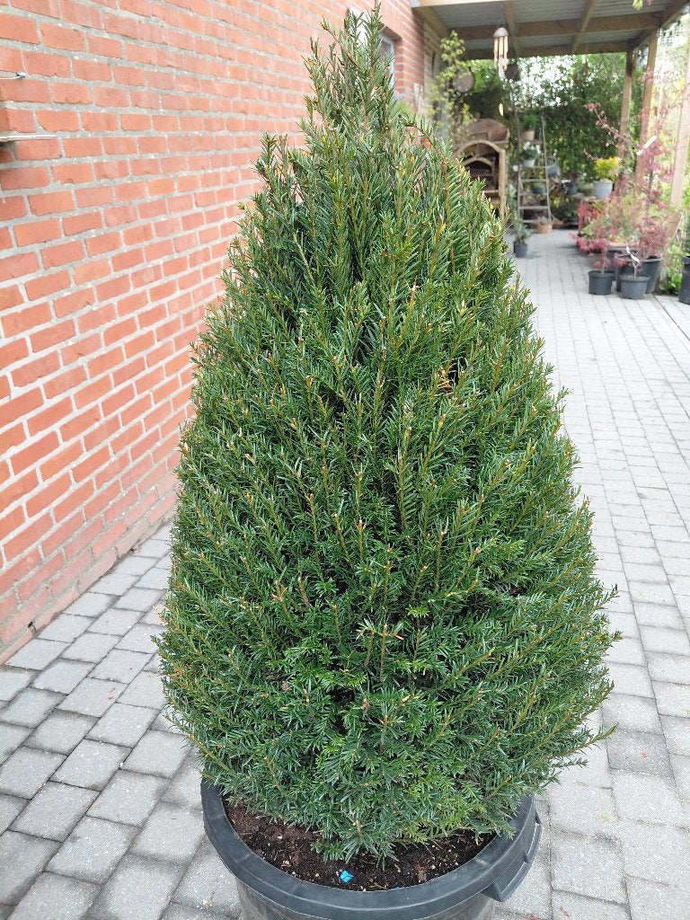 Taxus Baccata kegel, Jardin & Terrasse, Enlèvement, Taxus