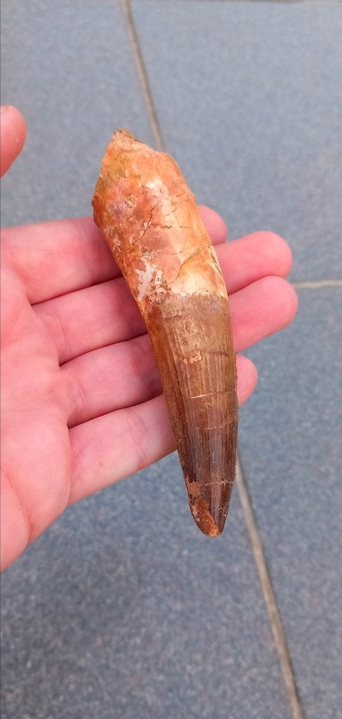 Dinosaure géant à dents de spinosaure de 11,5 cm, Collections, Enlèvement ou Envoi, Fossile