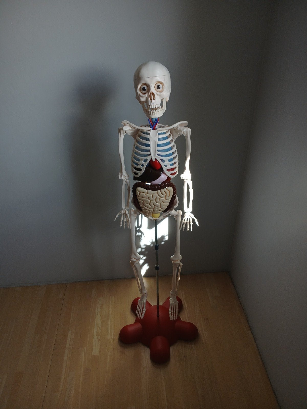 anatomisch model, Diversen, Schoolbenodigdheden, Ophalen