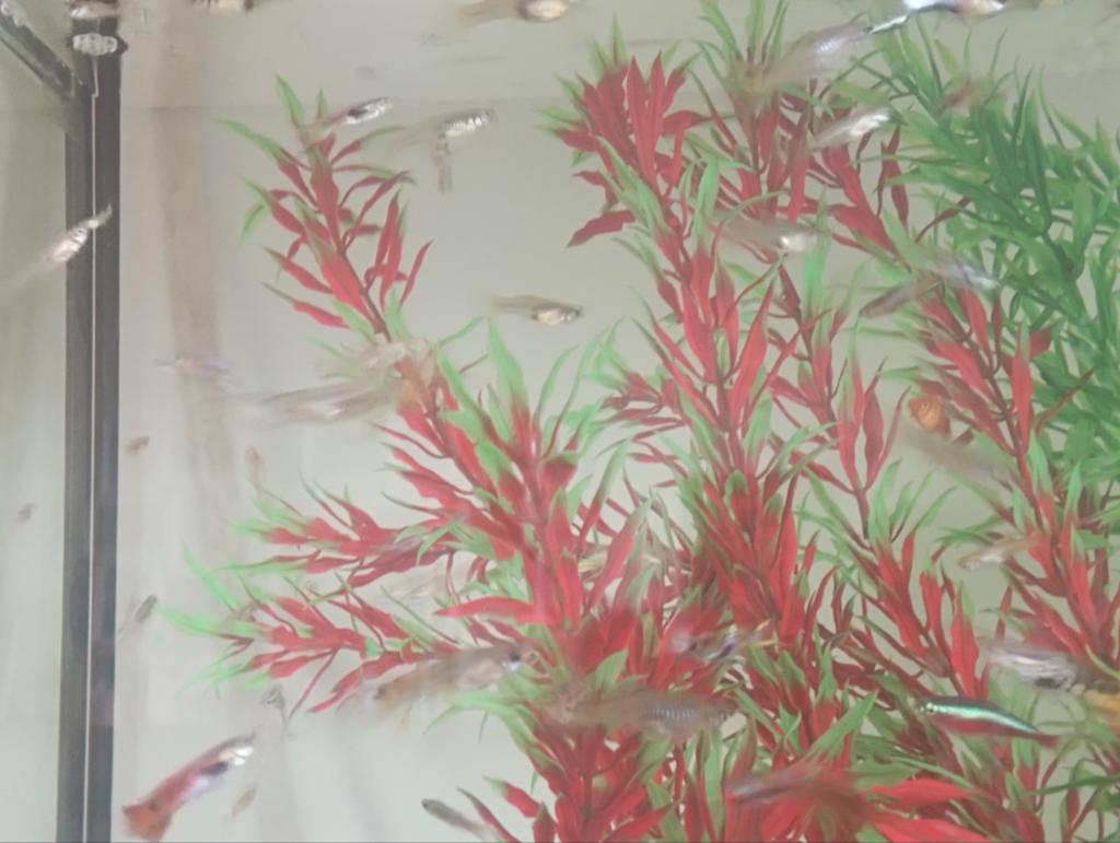 Guppies, Dieren en Toebehoren, Vissen | Aquariumvissen, Vis