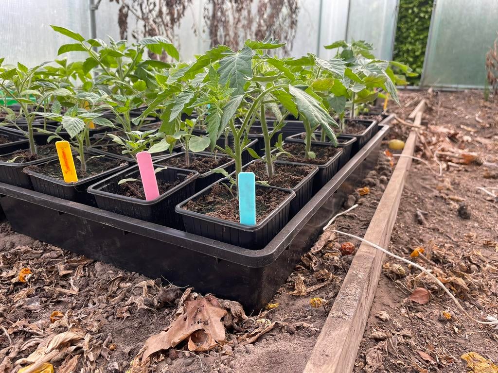 Tomatenplantjes, Ophalen, Volle zon, Groenteplanten, Eenjarig