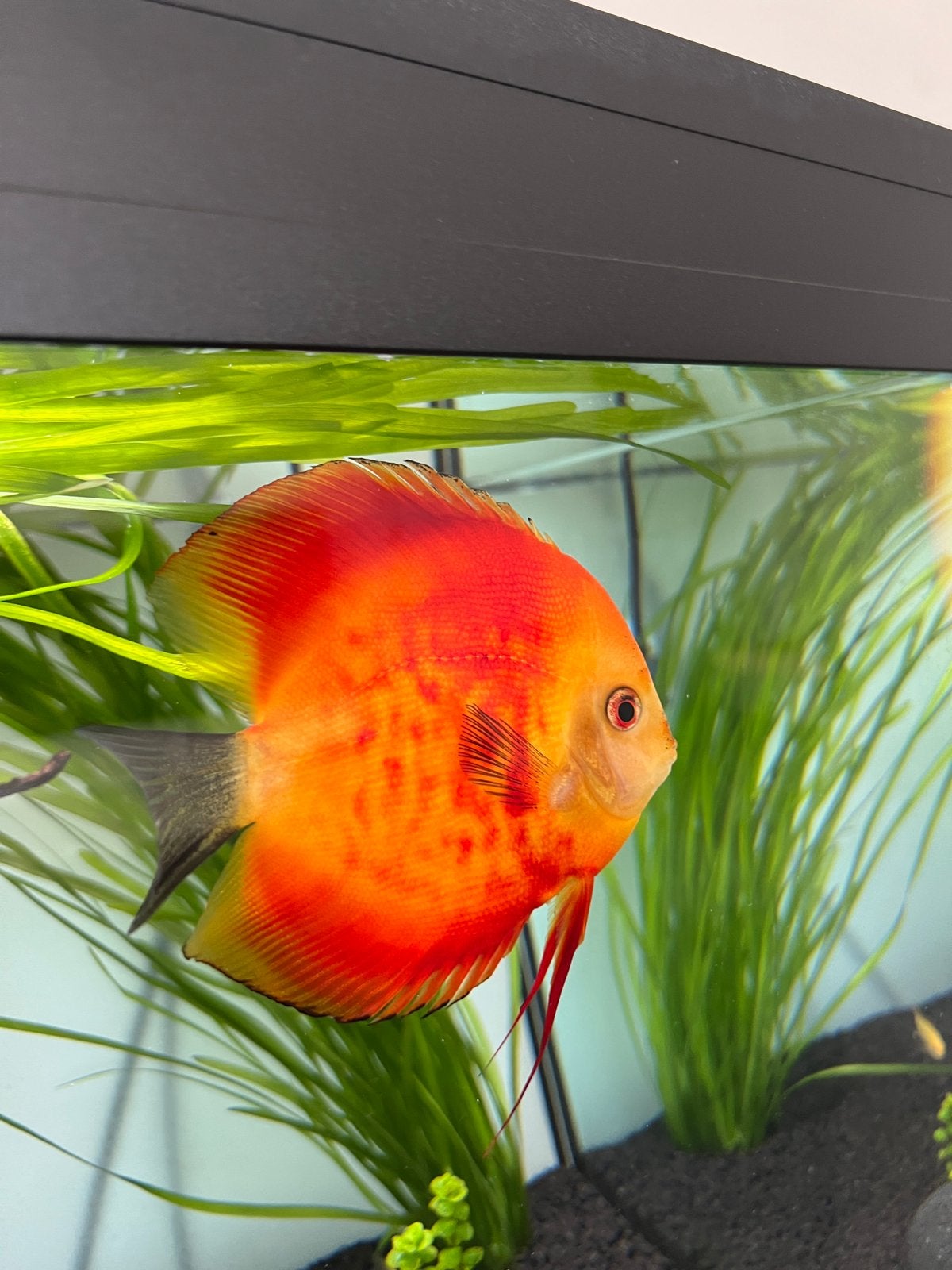 Red Melon Discus, Dieren en Toebehoren, Vissen | Aquariumvissen, Vis